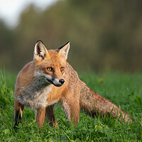 Buy canvas prints of A red fox on alert in the grass by Vicky Outen