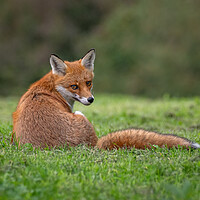 Buy canvas prints of Red fox sitting on the grass in a field  by Vicky Outen