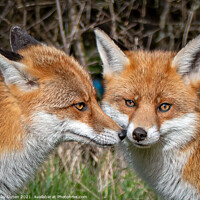 Buy canvas prints of Beautiful foxes  by Vicky Outen
