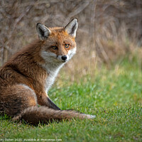 Buy canvas prints of A fox sitting in the sun on the grass by Vicky Outen