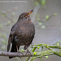 Buy canvas prints of Female blackbird standing on a tree branch  by Vicky Outen