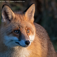 Buy canvas prints of Fox in the early morning sun by Vicky Outen