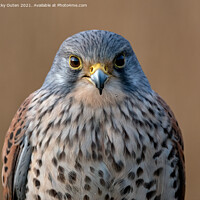 Buy canvas prints of Kestrel watching you, watching me by Vicky Outen