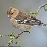 Buy canvas prints of Female chaffinch perched on a tree branch by Vicky Outen