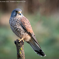 Buy canvas prints of A beautiful kestrel perched on a post by Vicky Outen