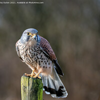 Buy canvas prints of Kestrel perched on a post by Vicky Outen