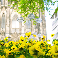 Buy canvas prints of Yellow flowers. Cologne. by Vitalii Kryvolapov