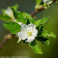 Buy canvas prints of Apple tree flower  by Vitalii Kryvolapov