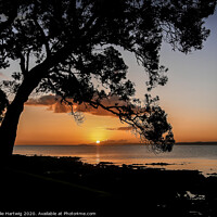 Buy canvas prints of Takapuna Sunrise by Julie Hartwig