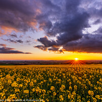 Buy canvas prints of Sunset over a field of rapeseed by Gary Holpin