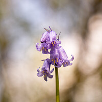 Buy canvas prints of First bluebell of spring by Gary Holpin