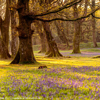 Buy canvas prints of Sunrise in the bluebell woods by Gary Holpin