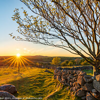 Buy canvas prints of Dartmoor tree at sunset by Gary Holpin