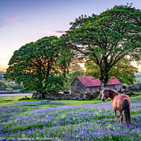 Buy canvas prints of Pony in a field of English bluebells by Gary Holpin