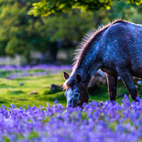 Buy canvas prints of Dartmoor Pony in a bluebell field by Gary Holpin