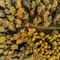 Buy canvas prints of Autumn Devon woodland from above by Gary Holpin