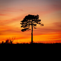 Buy canvas prints of Tree silhouette at dusk by Gary Holpin