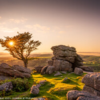 Buy canvas prints of Lone Dartmoor tree at sunset by Gary Holpin