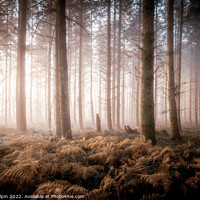Buy canvas prints of First light in the misty woodland by Gary Holpin