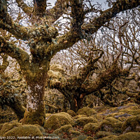 Buy canvas prints of Wistmans wood Dartmoor by Gary Holpin