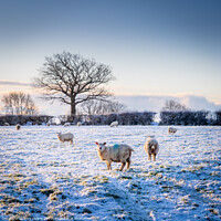 Buy canvas prints of Sheep in a winter landscape by Gary Holpin