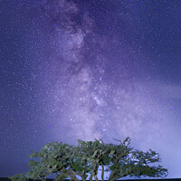 Buy canvas prints of Milky Way and a Dartmoor tree by Gary Holpin