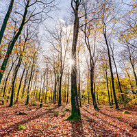 Buy canvas prints of Autumn in a Devon woodland by Gary Holpin