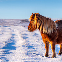 Buy canvas prints of A wild pony in a snowy Dartmoor landscape by Gary Holpin