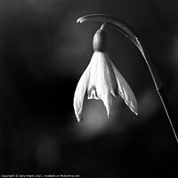 Buy canvas prints of Spring snowdrop mono by Gary Holpin
