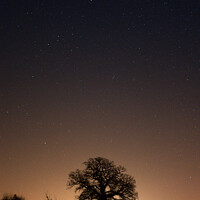 Buy canvas prints of Lonely Tree at Night by Patrick Metcalfe
