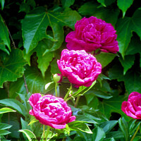 Buy canvas prints of Pink peonies in the sun by Stephanie Moore