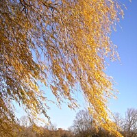 Buy canvas prints of Weeping Willow by Stephanie Moore