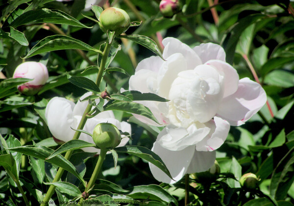 White Peony Picture Board by Stephanie Moore