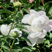 Buy canvas prints of White Peony by Stephanie Moore