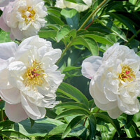 Buy canvas prints of White Peonies by Stephanie Moore