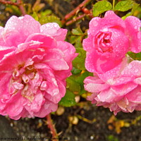 Buy canvas prints of Wet pink roses by Stephanie Moore
