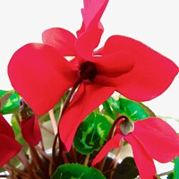 Buy canvas prints of Red Cyclamen by Stephanie Moore