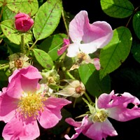 Buy canvas prints of Plant flower by Stephanie Moore