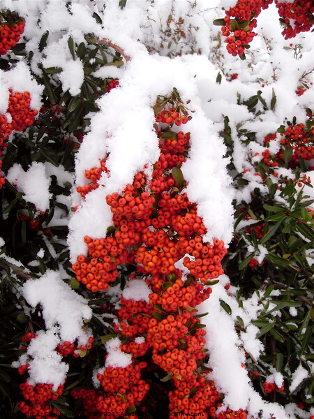 Snow on Red Berries Picture Board by Stephanie Moore