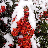 Buy canvas prints of Snow on Red Berries by Stephanie Moore