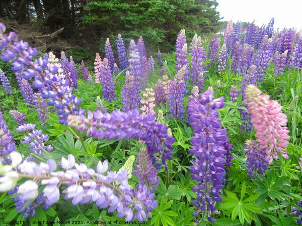Lupins in Prince Edward Island, Canada Picture Board by Stephanie Moore