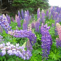 Buy canvas prints of Lupins in Prince Edward Island, Canada by Stephanie Moore