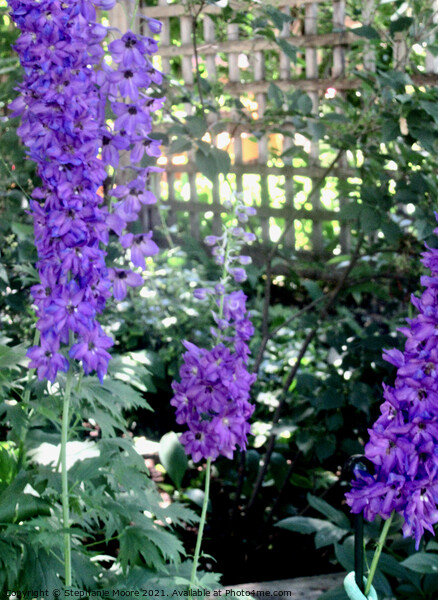 Delphiniums Picture Board by Stephanie Moore