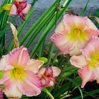 Buy canvas prints of Lovely lilies by Stephanie Moore