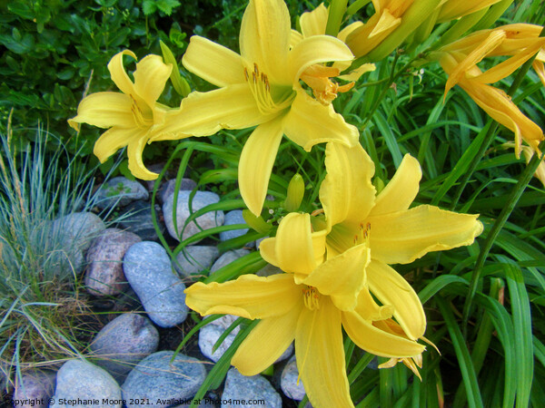 Yellow Day Lilies Picture Board by Stephanie Moore