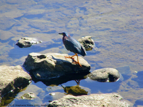 Green Heron Picture Board by Stephanie Moore