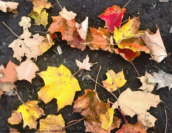 Colourful leaves Picture Board by Stephanie Moore