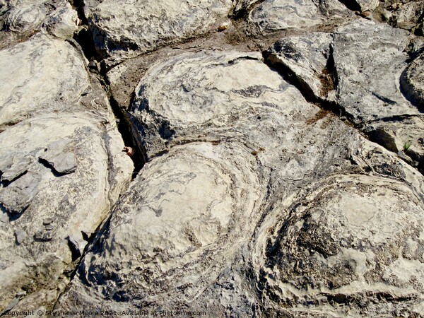 Stromatolites in the Ottawa River Picture Board by Stephanie Moore