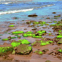 Buy canvas prints of Iridescent Seaweed by Stephanie Moore