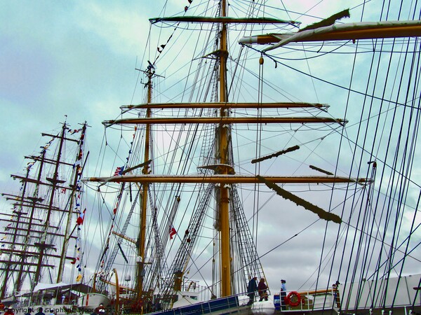 A forest of Masts and Rigging Picture Board by Stephanie Moore